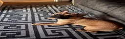 French Bulldog dogs for stud: French bulldog  - Advert 4
