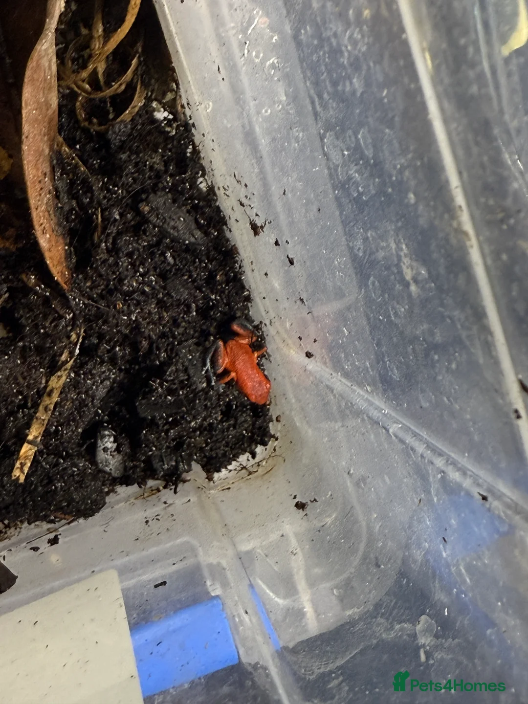 Frog reptiles for sale: Oophaga Pumilio Almirate  - Advert 3