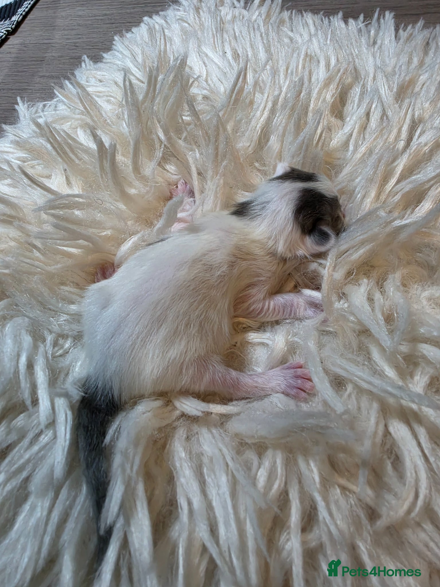 Persian cats for sale: Beautiful Persian Mix Kittens - Advert 17
