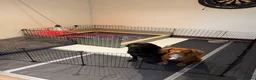 Cockerdor dogs for sale: 🐾F1 Cockerdor puppies🐾 in Braintree - Advert 17