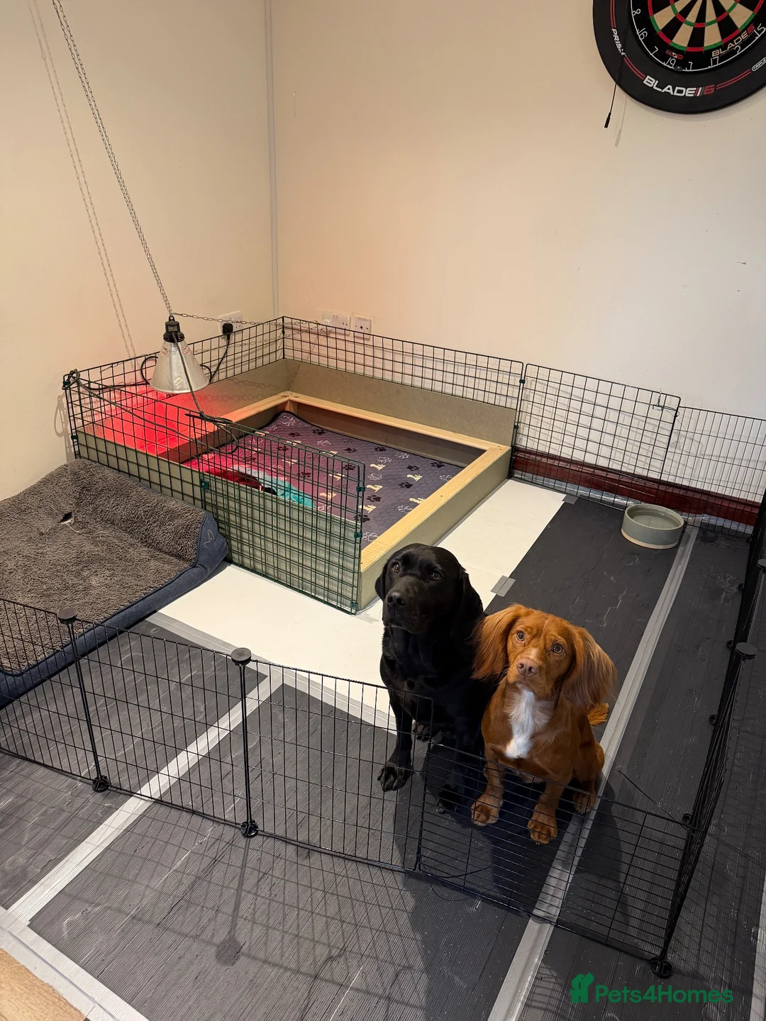 Cockerdor dogs for sale: 🐾F1 Cockerdor puppies🐾 in Braintree - Advert 17