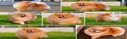 Pomeranian dogs for sale: Orange sable teddy bear type Pomeranians  - Advert 11