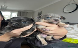 Chihuahua dogs for sale: Chihuahua Pups  - Advert 3