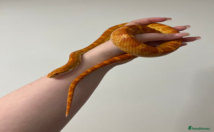 Mixed Breed reptiles - Advert 2
