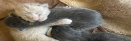 Siamese cats for sale: Siamese x Persian kittens 🐾 - Advert 13