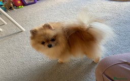 Pomeranian dogs for sale: Tea cup Pom  - Image 3