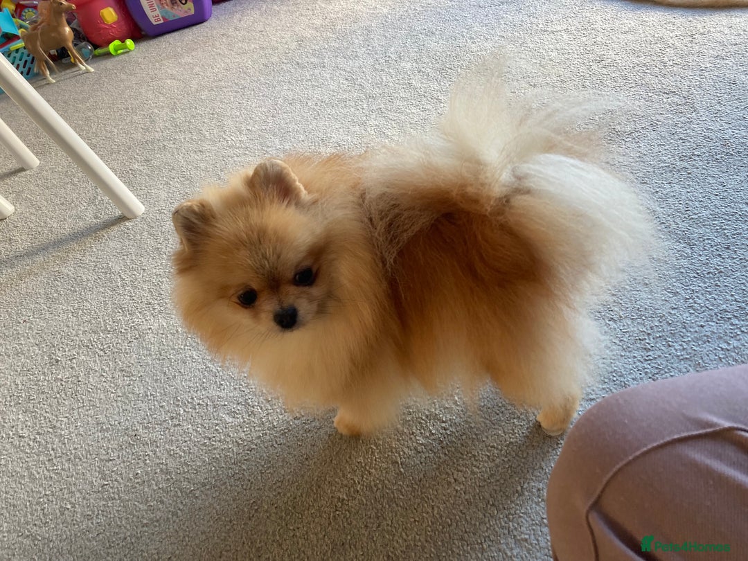 Pomeranian dogs for sale: Tea cup Pom  - Image 3