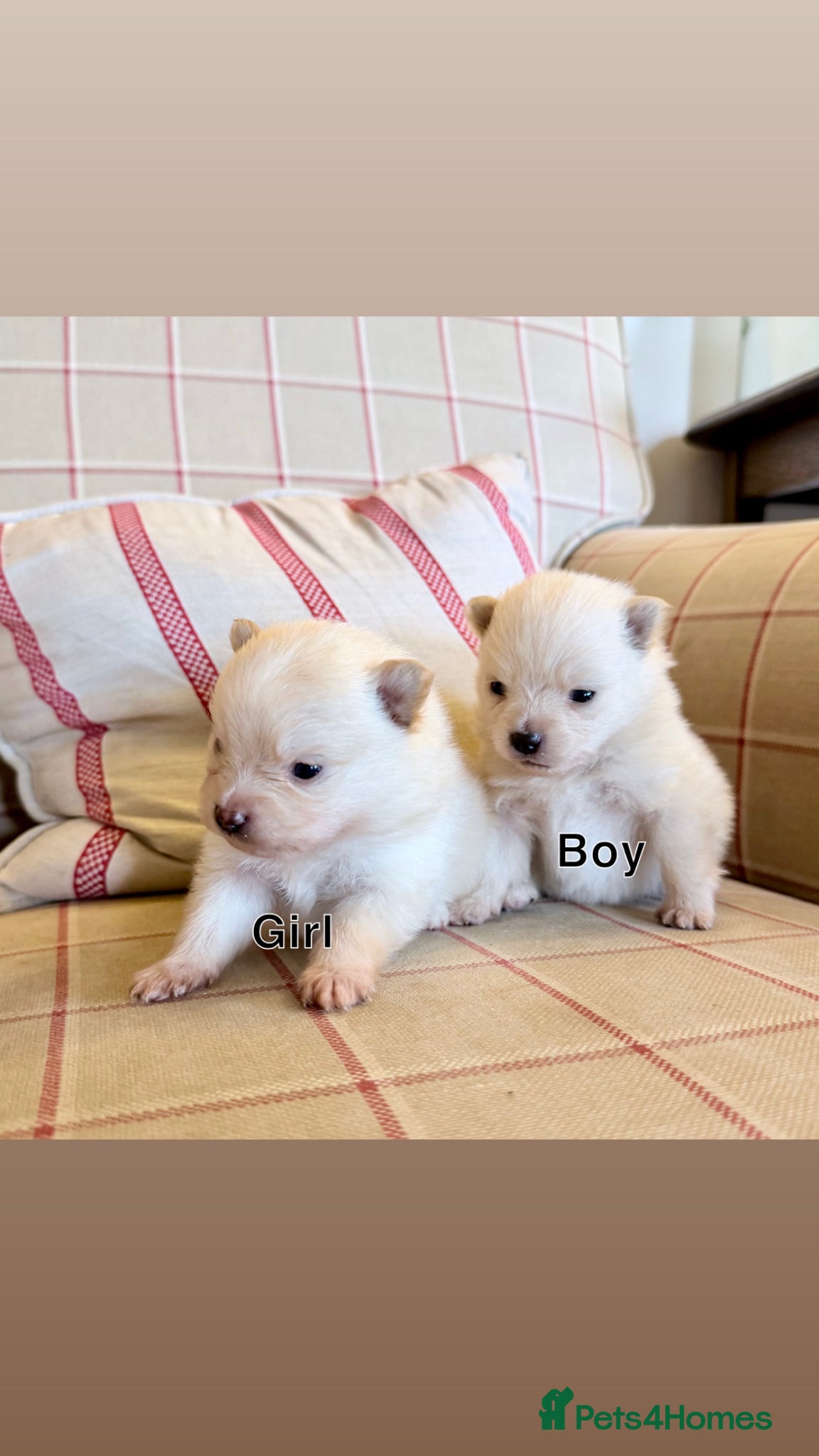 Pomeranian dogs for sale: Tiny teddy bear poms!  - Advert 9