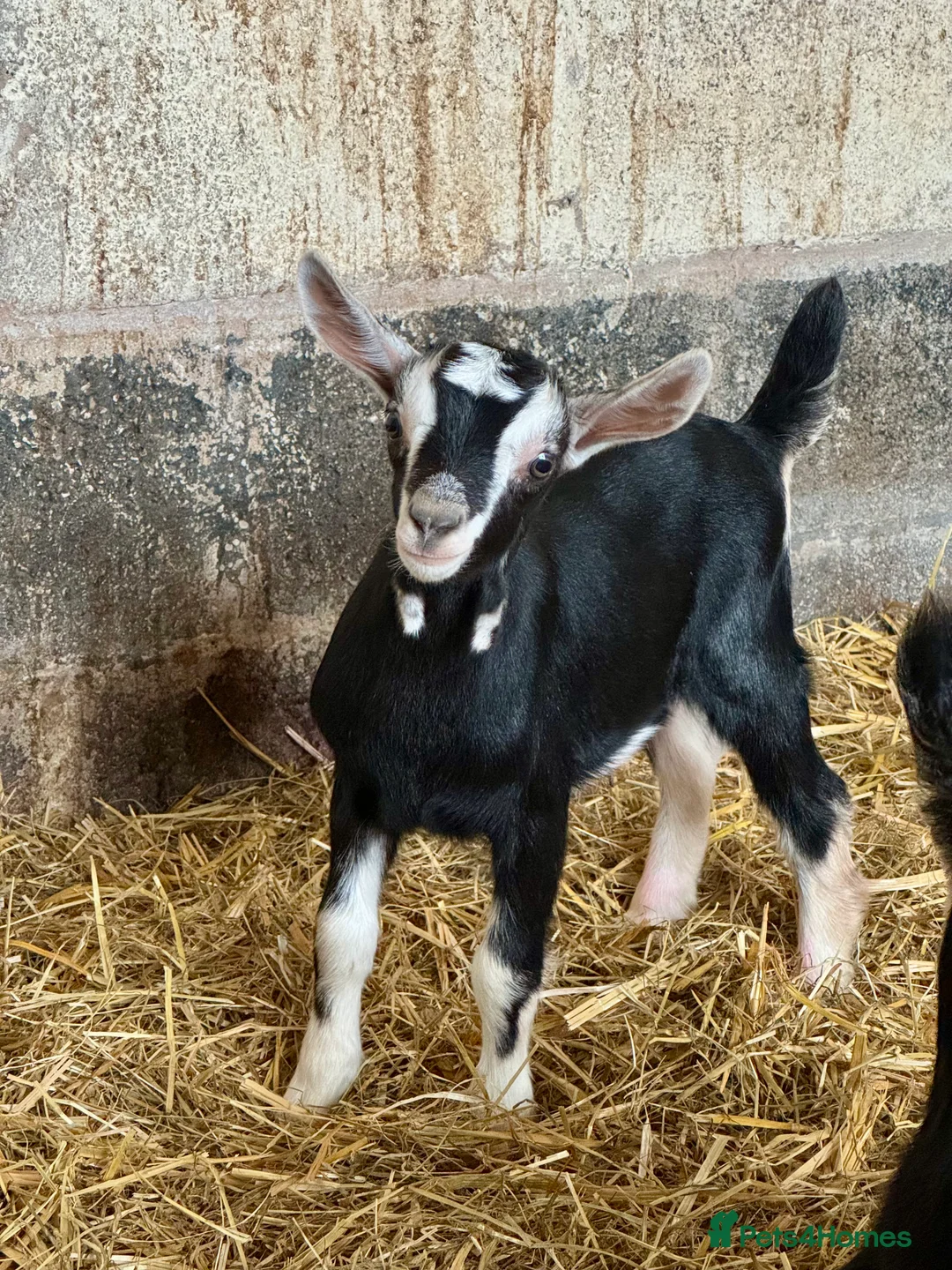 Goats livestock for sale: Nanny goat in kid.   - Advert 4