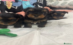 Yorkshire Terrier dogs for sale: Beautiful Yorkshire Terrier puppy boy for sale  - Image 1