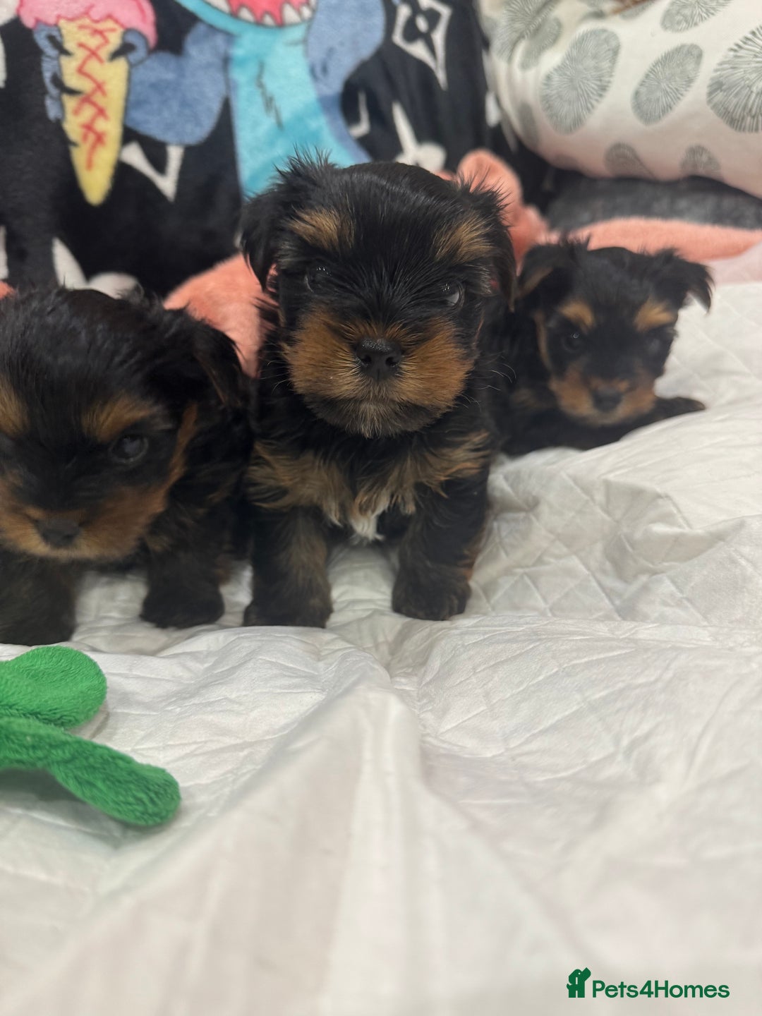 Yorkshire Terrier dogs for sale: Beautiful Yorkshire Terrier puppy boy for sale  - Image 1