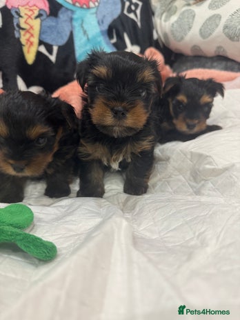 Yorkshire Terrier dogs - Advert 13