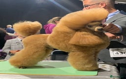 Toy Poodle dogs for sale: ⭐️ Licensed Breeder ⭐️ Toy Poodles Show Lines - Image 5
