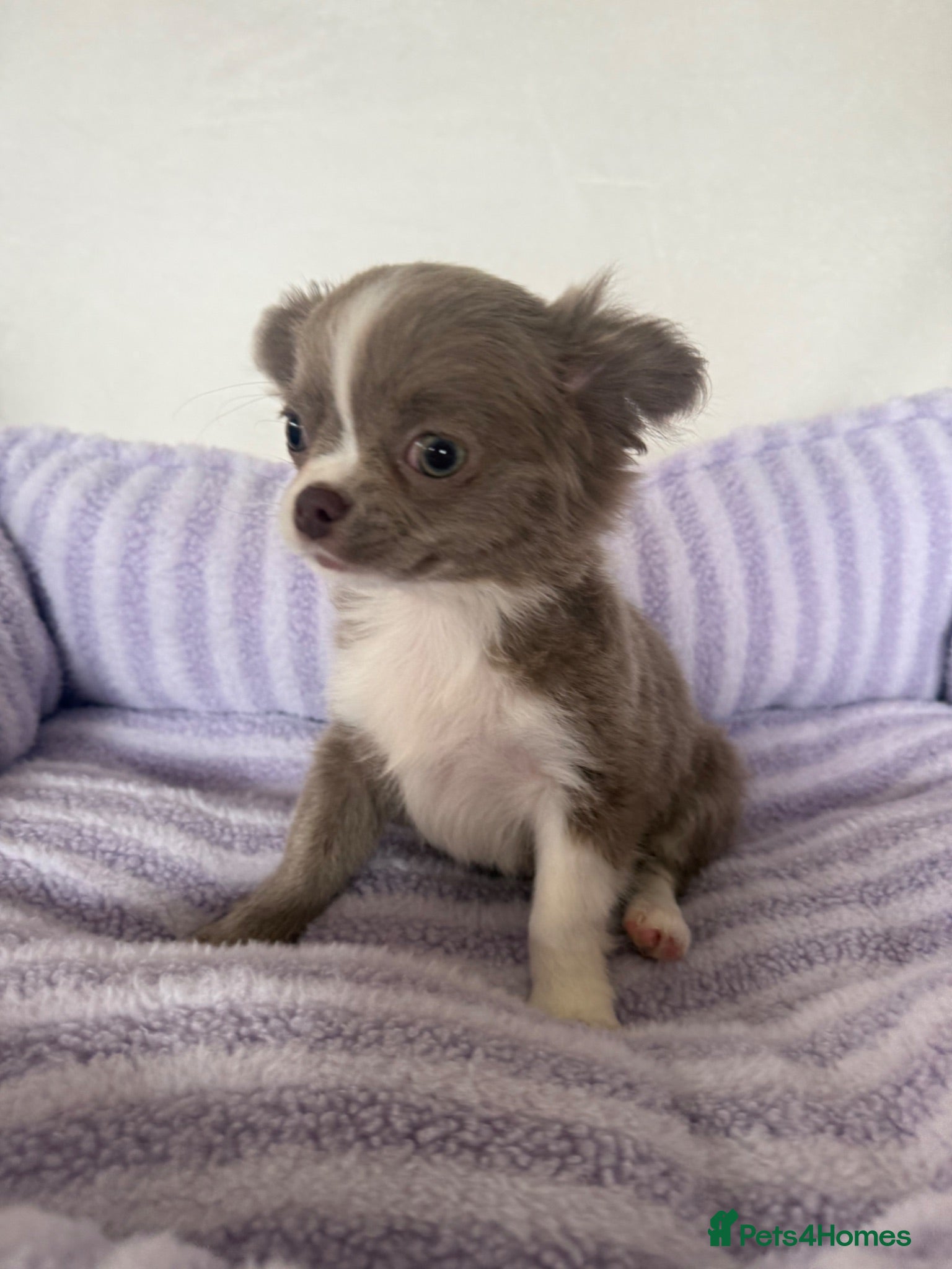 Chihuahua dogs Longhair apple head chihuahua Russian blood lines - Advert 2