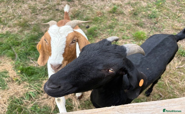 Goats livestock - Advert 1