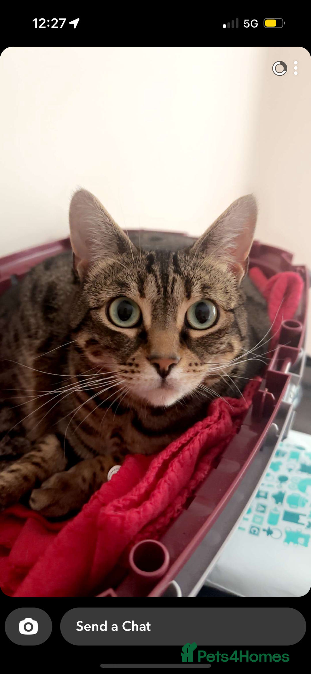 Mixed Breed cats for sale: Khaleesi, half bengal cat looking for a new home - Image 2
