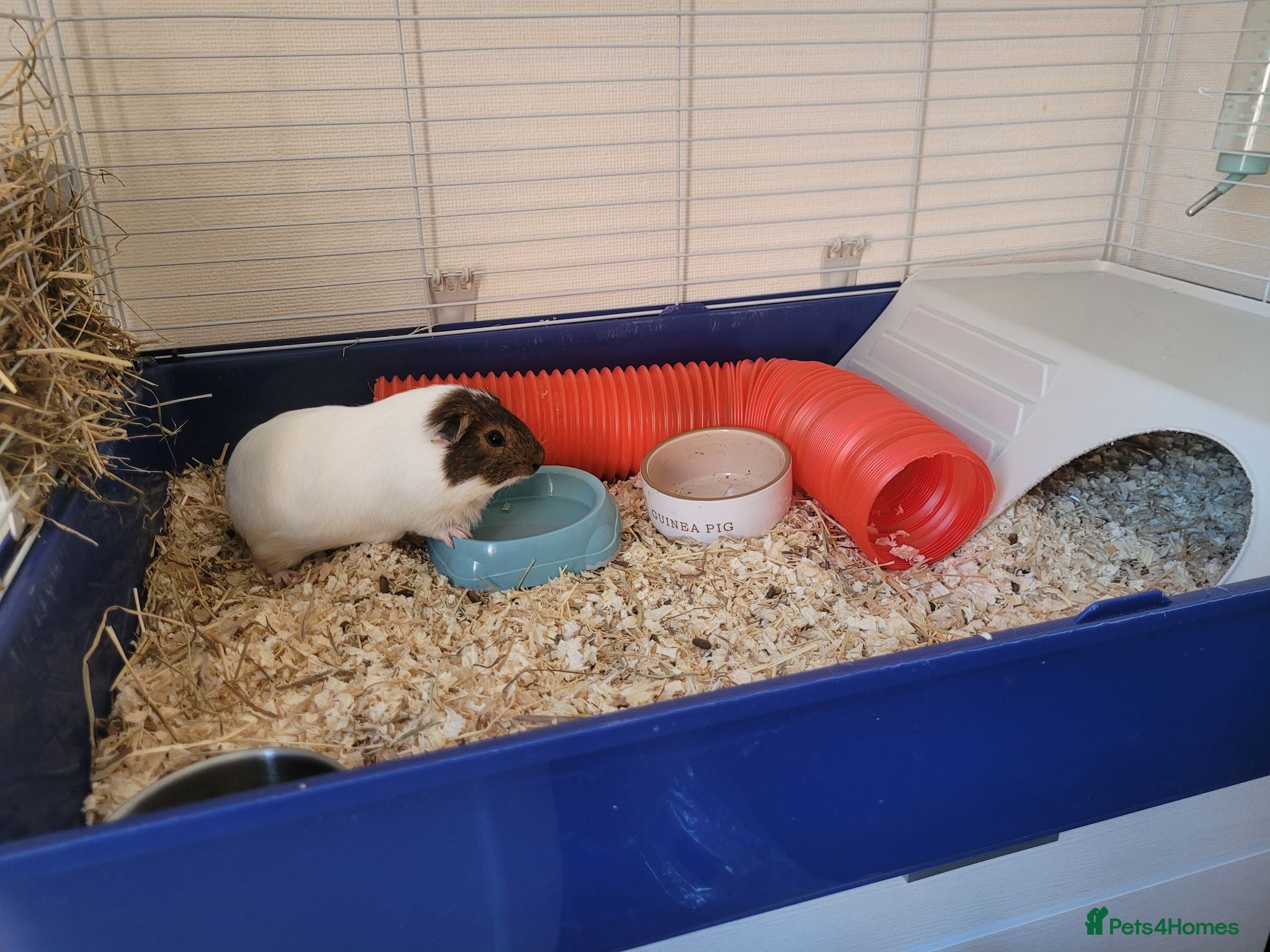 Guinea Pig rodents 2 female Guinea pigs  - Advert 15