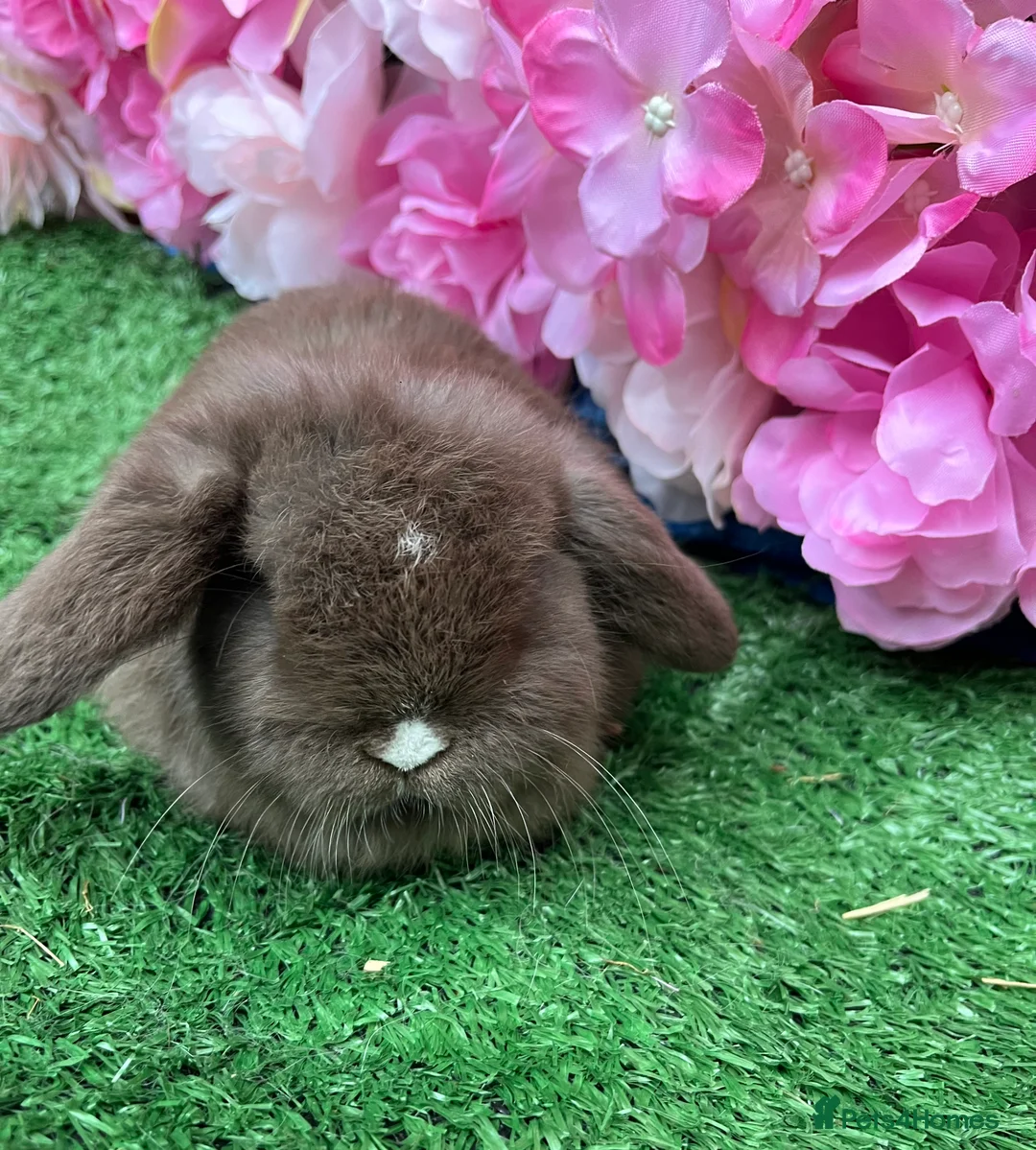 Mini Lop rabbits for sale: Mini lops ready now - Advert 9