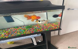Fancy Goldfish fish for sale: 2 Stunning Orandas  - Image 1