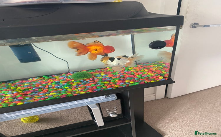 Fancy Goldfish fish - Advert 1