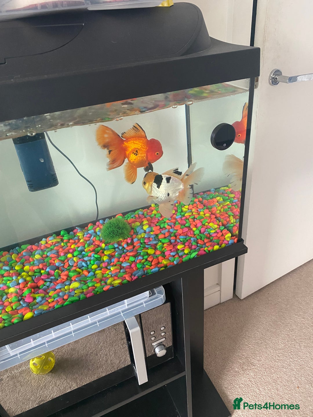 Fancy Goldfish fish for sale: 2 Stunning Orandas  - Image 1