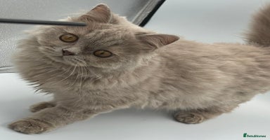 British Longhair cats - Advert 1