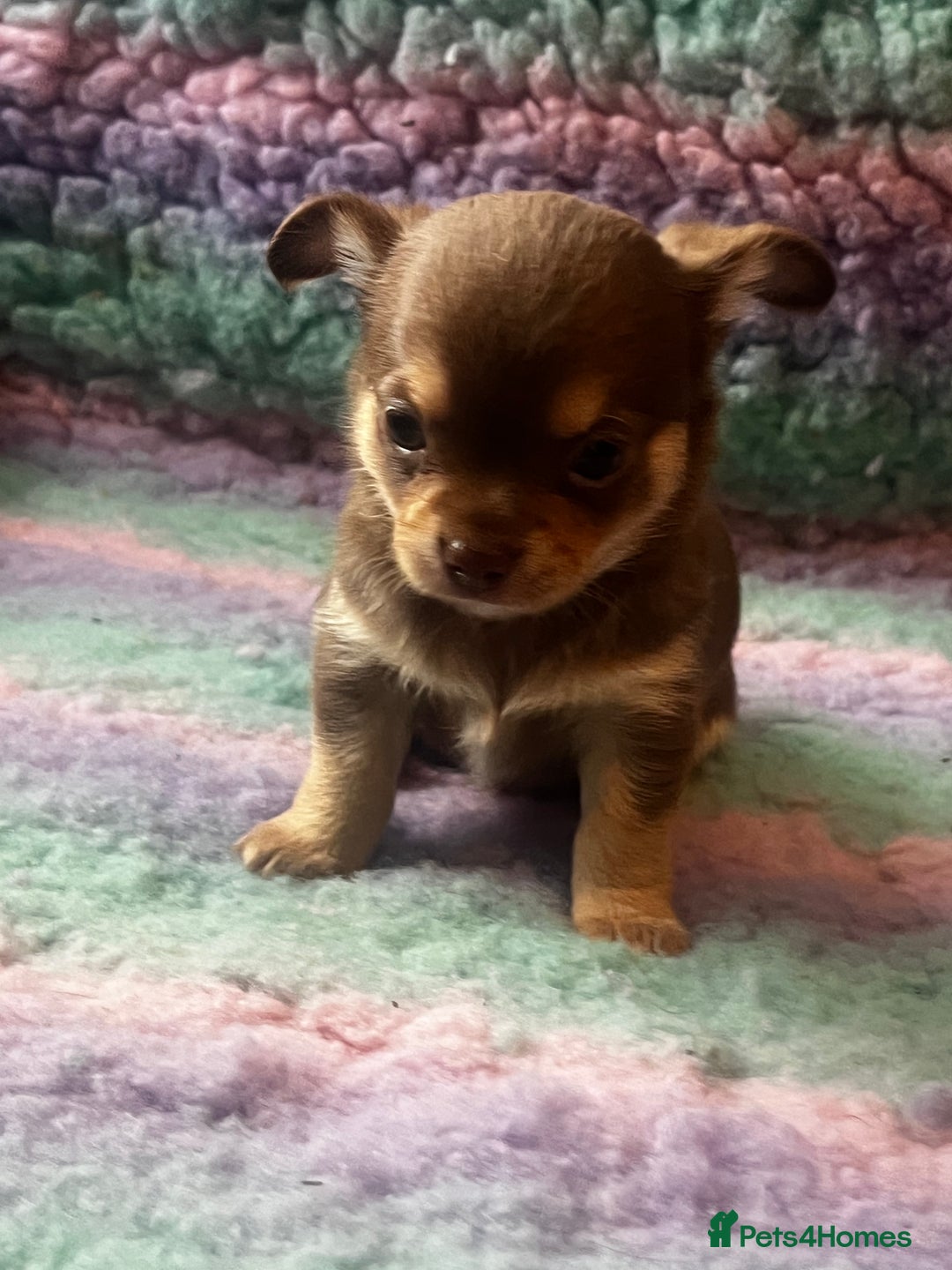 Chihuahua dogs for stud: Blue n tan small chihuahua stud carrying chocolate in Harpenden - Advert 19