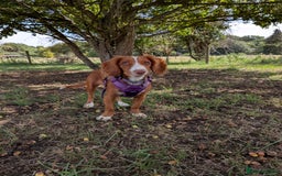 Cocker Spaniel dogs for sale: Working Cocker Spaniel 7 Months Old - Image 7