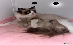Ragdoll cats for sale: Chunky Quality EU Ragdoll babies - Image 21