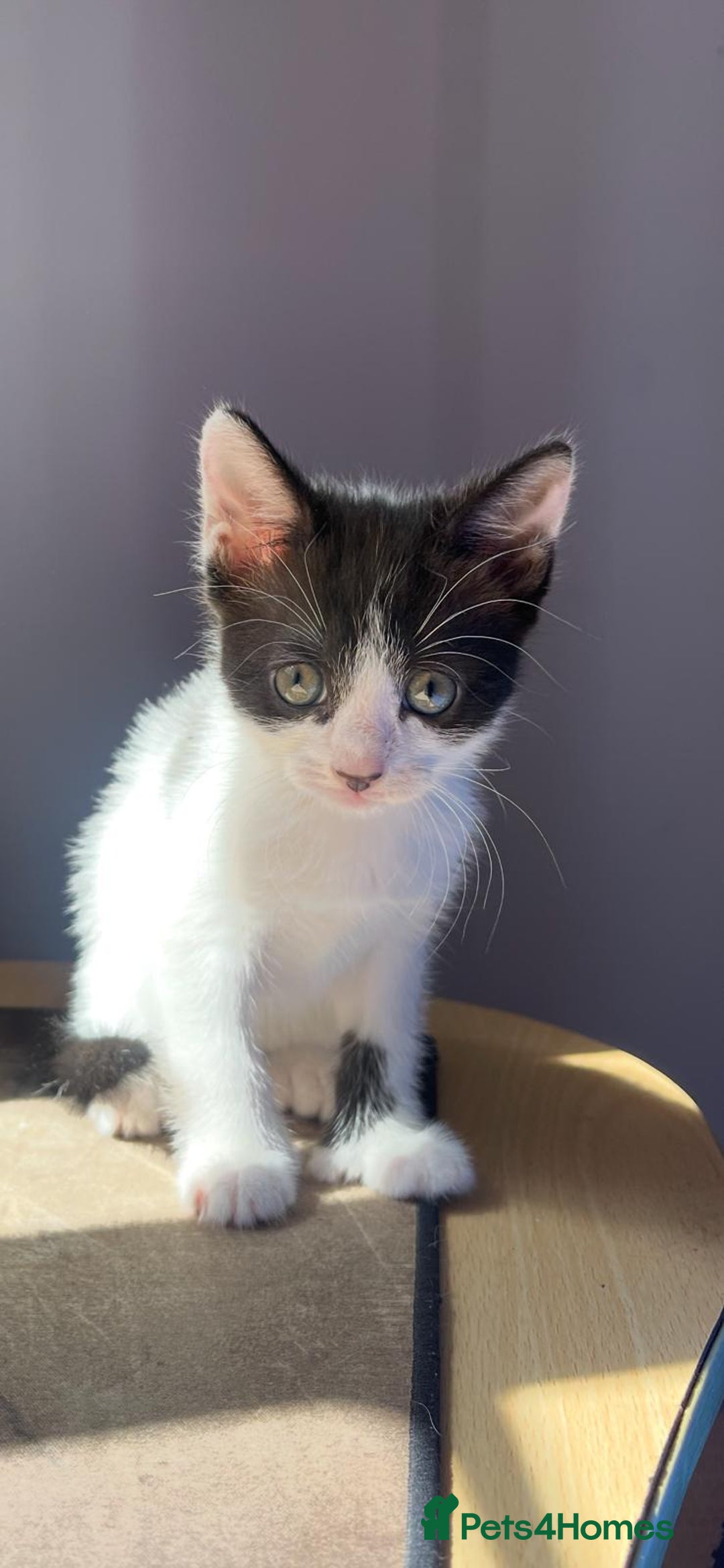 Mixed Breed cats for sale: RARE female polydactyl and one male kitten - Image 4