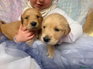 Golden Retriever dogs Champion lined KC REG GOLDEN RETRIEVER puppies - Advert 1