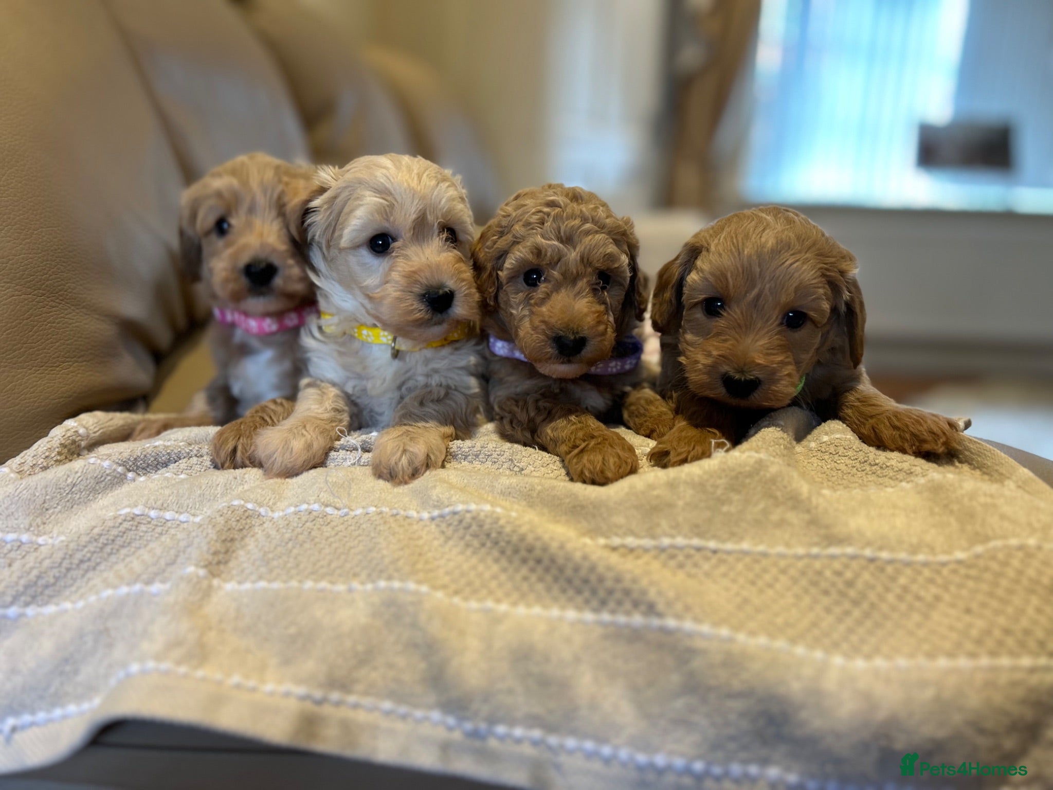 Maltipoo dogs Quality Maltipo’s wanted forever homes  - Advert 2