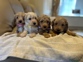 Maltipoo dogs Quality Maltipo’s wanted forever homes - Advert 2