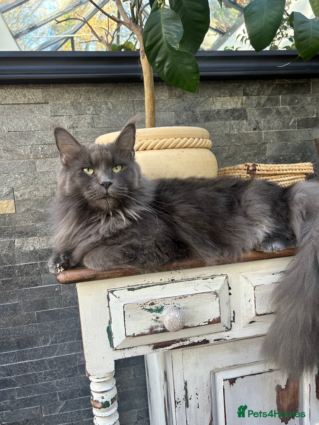 Maine Coon cats for sale: Kittens on the way! - Advert 2