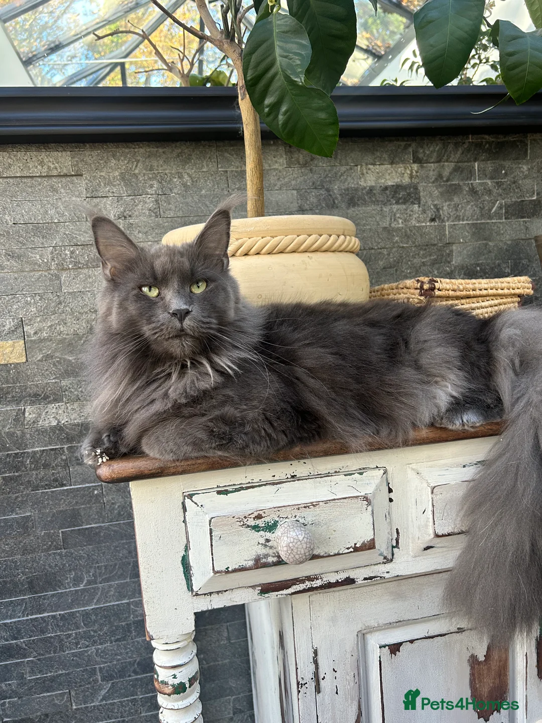 Maine Coon cats for sale: Kittens on the way! - Advert 8