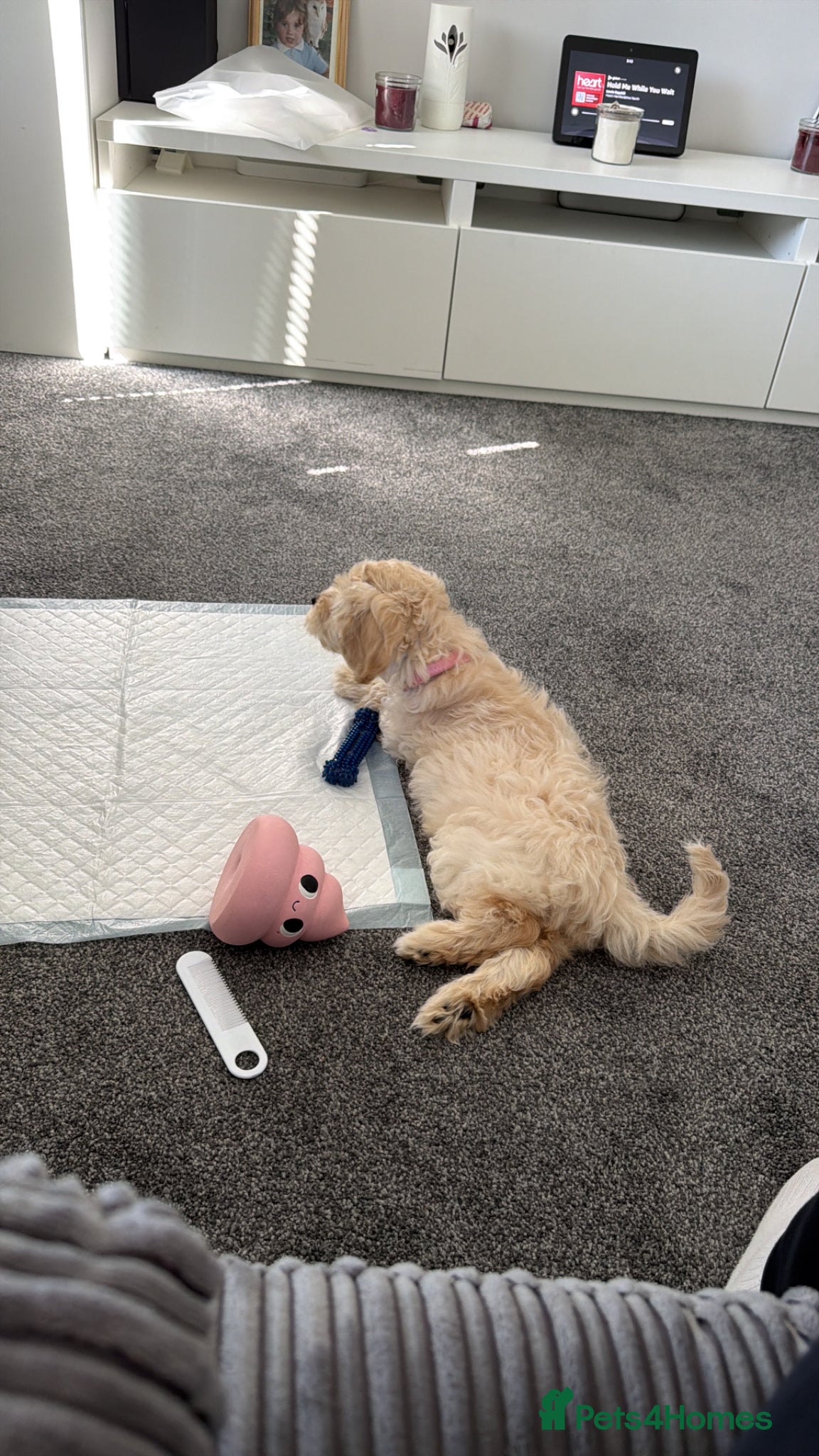 Cockapoo dogs 10 week old cockapoo girl for sale🩷 - Advert 1