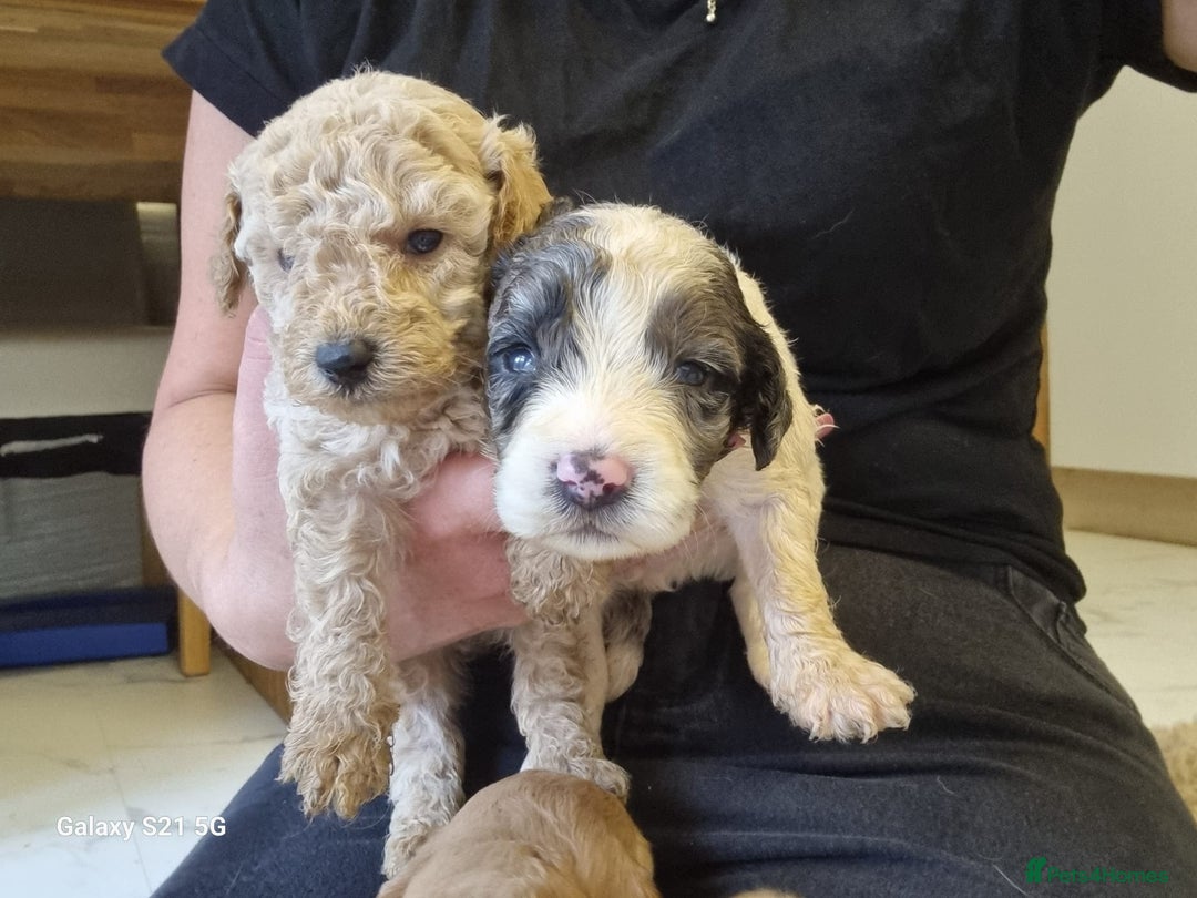 Cockapoo dogs for sale: Cockapoos - Image 19