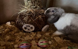 Mini Lop rabbits for sale: Iron Grey Mini lop doe  - Image 2