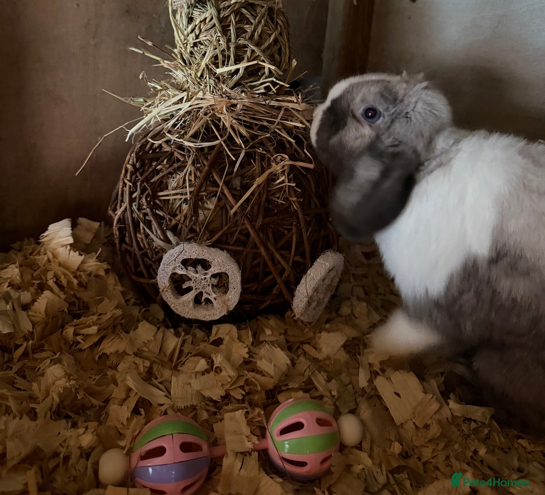 Mini Lop rabbits for sale: Iron Grey Mini lop doe  - Image 2