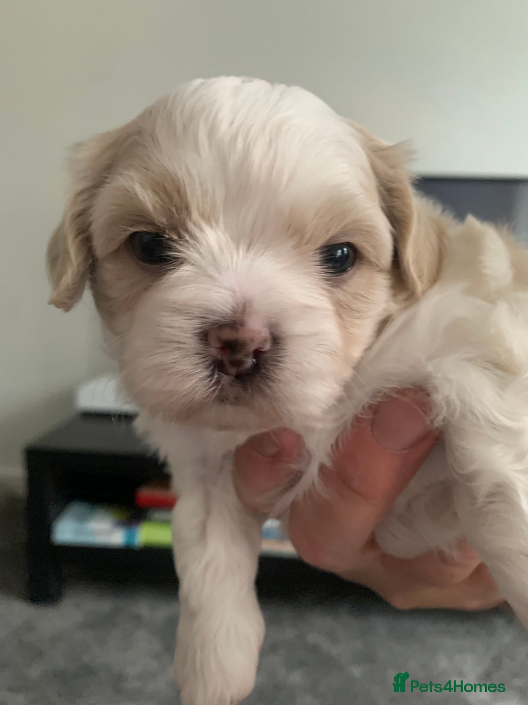 Malshi dogs for sale: Malshi puppies - Image 4