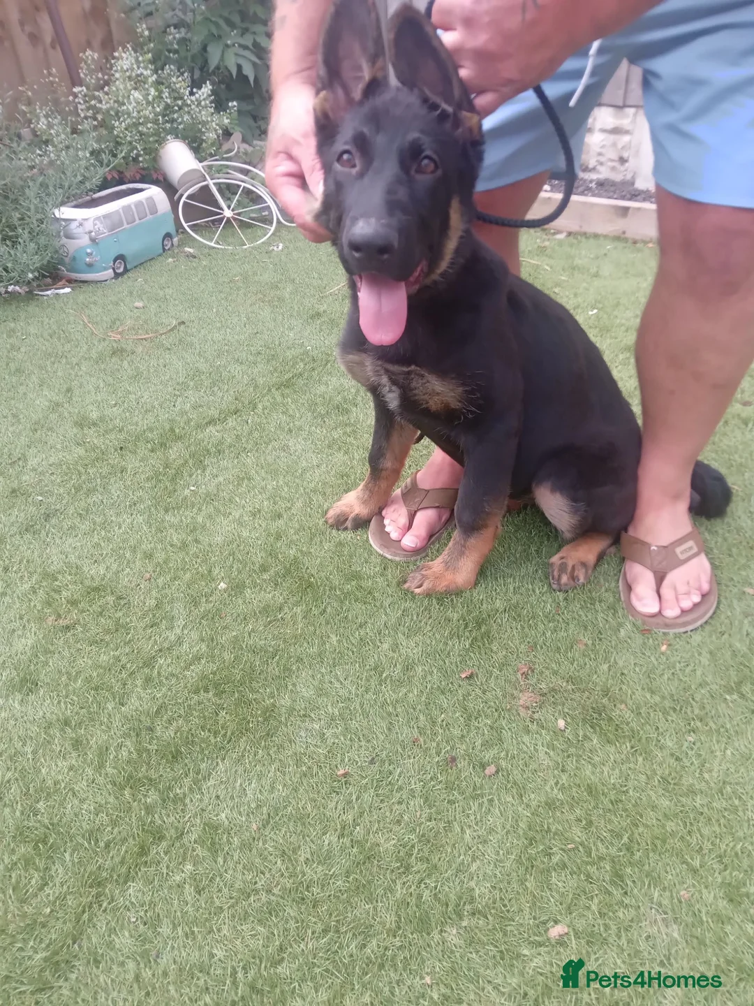 German Shepherd dogs for sale: German shepherd  in Castleford - Advert 1