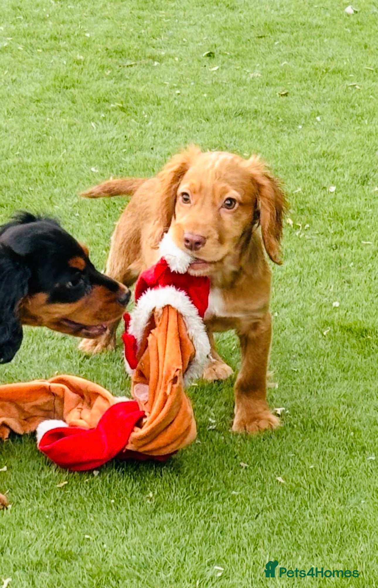 Cocker Spaniel dogs 1 RED BOY LEFT KC cocker spaniel puppies  - Advert 1