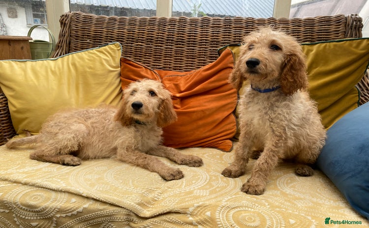 Irish Doodle dogs - Advert 1