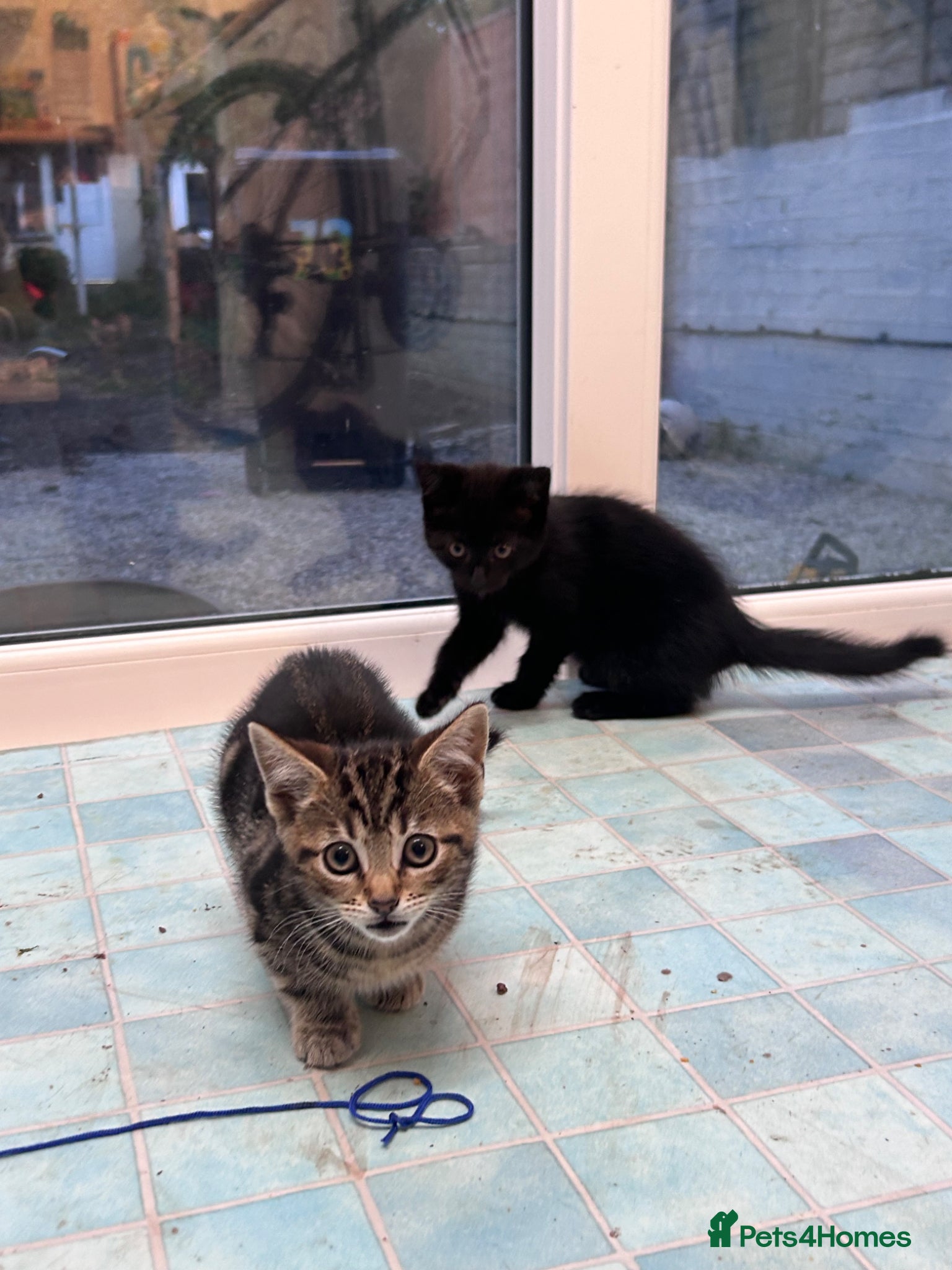 Bengal cats 2 beautiful bengal tabby girls available!  - Advert 1