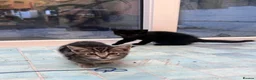 Bengal cats for sale: 2 beautiful bengal tabby girls available!  in Portsmouth - Advert 1
