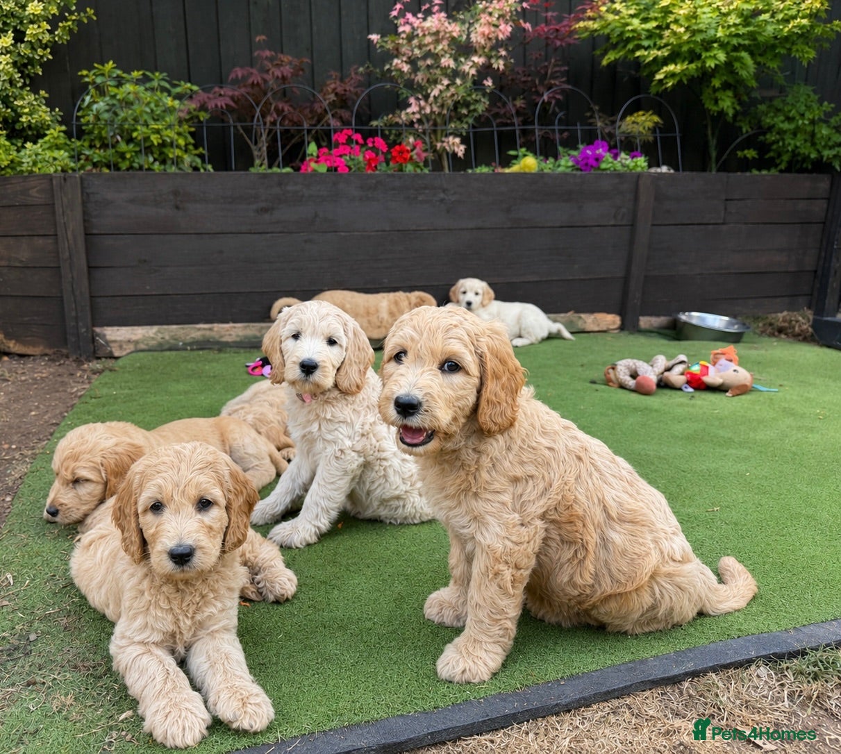 Goldendoodle dogs Beautiful Goldendoodle Puppies ready next week - Advert 10