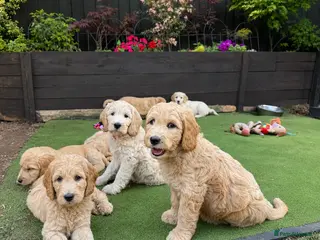 Goldendoodle dogs Beautiful Goldendoodle Puppies ready next week - Advert 10