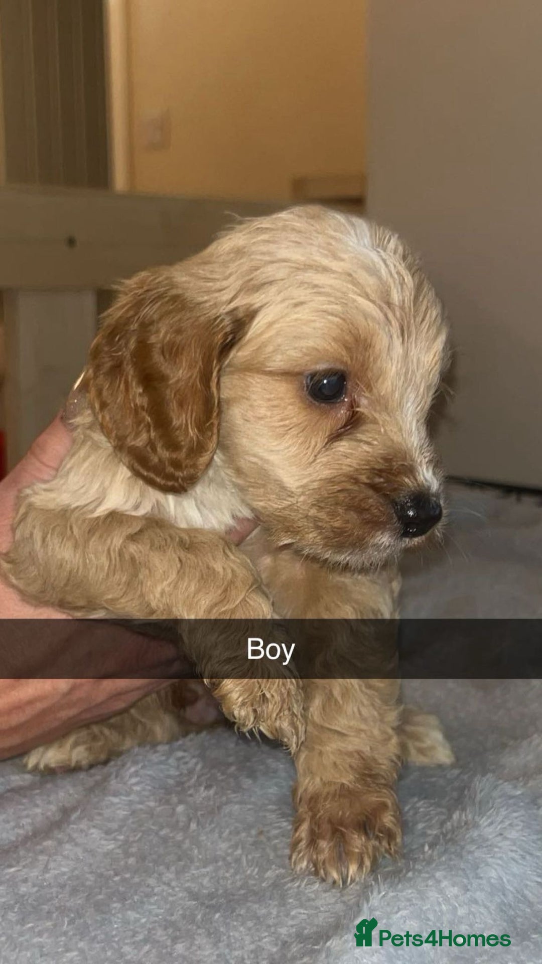 Cockapoo dogs for sale: Cockapoo’s - Advert 5