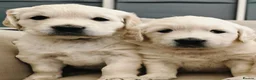 Golden Retriever dogs for sale: Gorgeous English Cream Golden Retriever Puppy's 🐾 - Advert 13