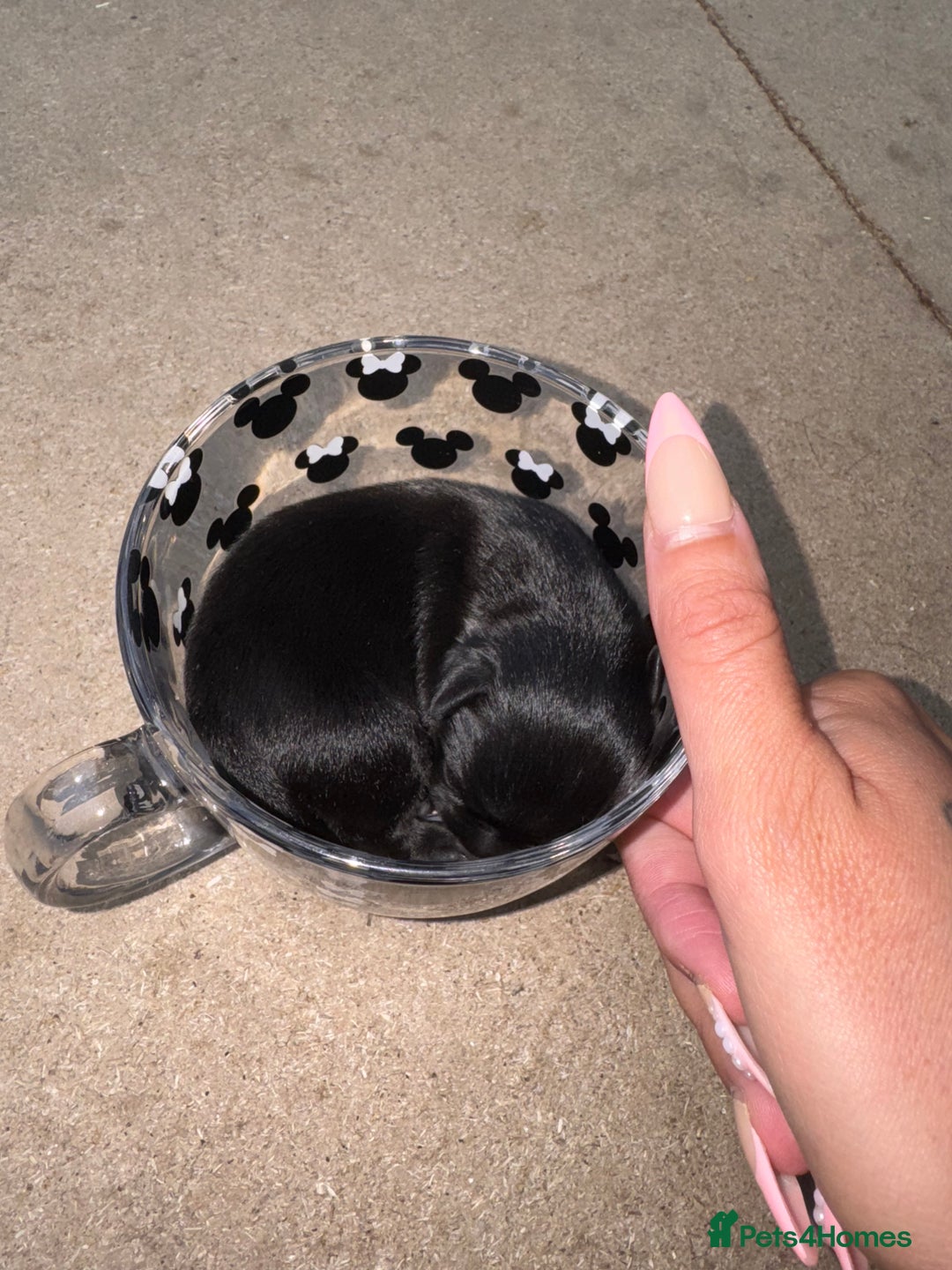 Chihuahua dogs for sale: 2 male 1 female tiny chihuahua  - Image 3